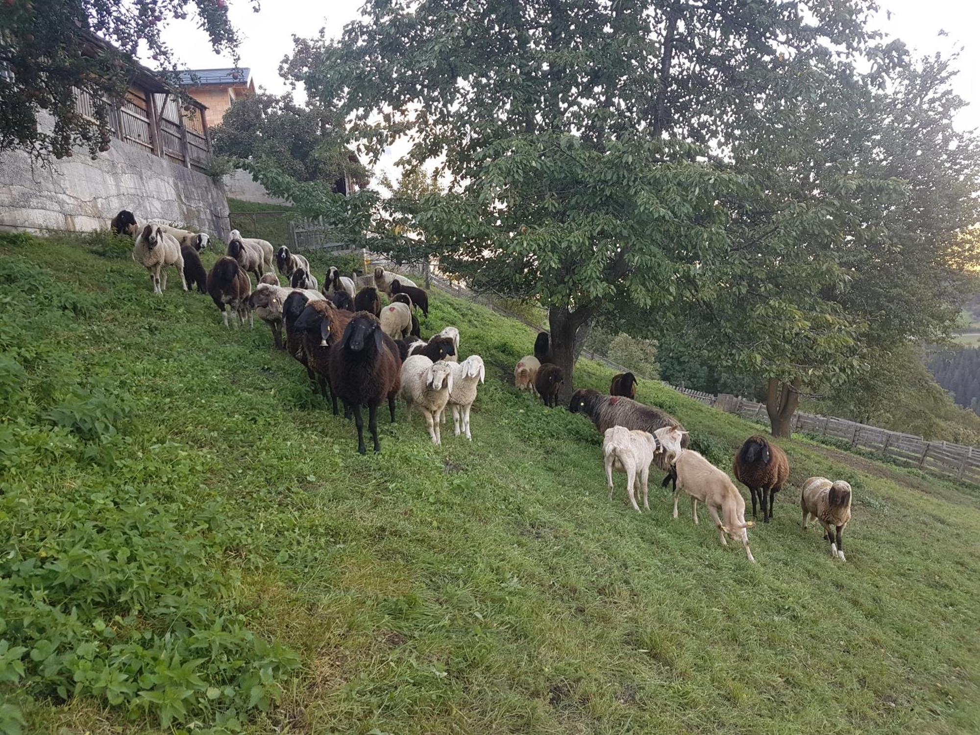 Apart Alpenzeit Arzl im Pitztal Eksteriør billede